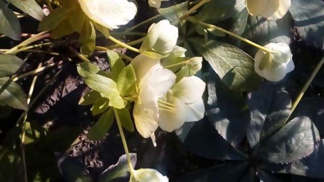 Благовещение Пресвятой Богородицы и мой сад! #Пушкиния#морозники#пионы#медуница#мойсадаперель2020