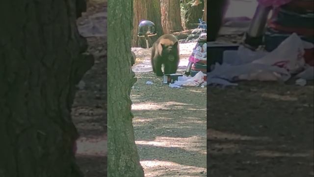 2-Year-Old Bear Cub Calls Campers Bluff   ViralHog