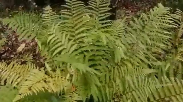 В лесу. Грибы и мох.