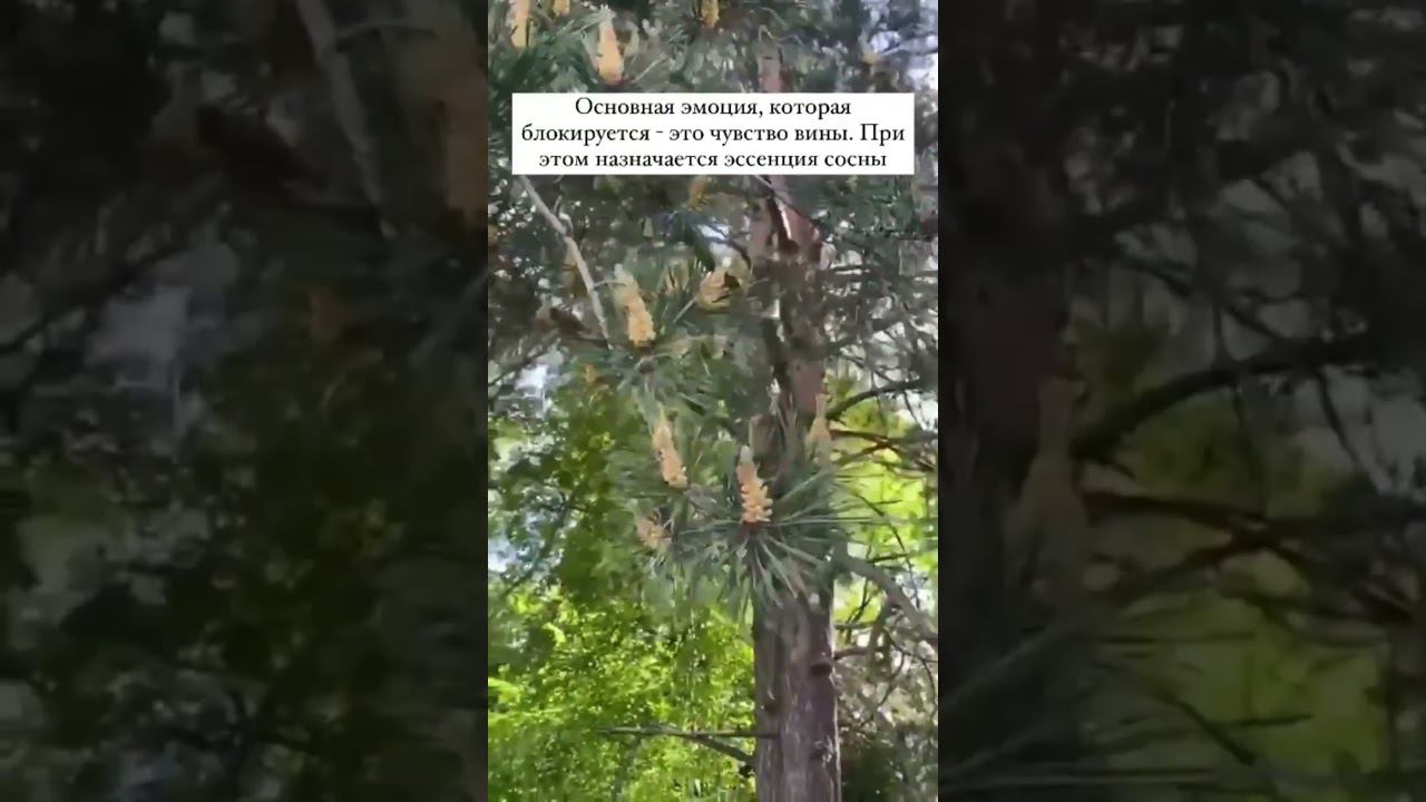 Сосна - Цветок самоуважения. Цветы Баха органикМИРЪ