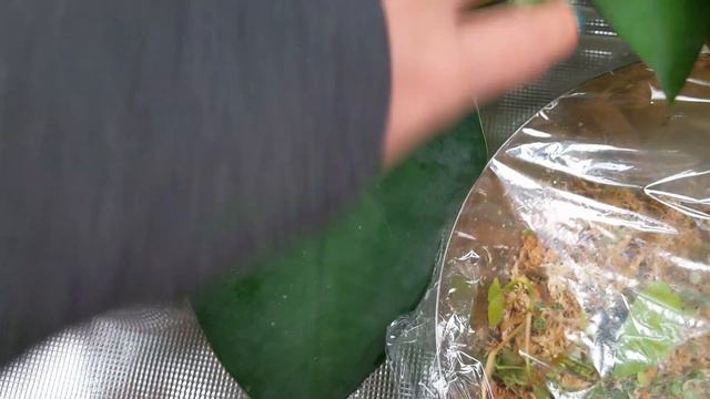Grow Tent Houseplant Tour! 🌿 | ft. Grow Tent Set Up + Lessons Learned