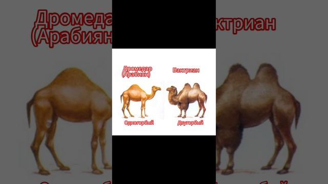 Поучительное мульт-видео для детей.«Семья животных, которые живут на ферме»(на русском языке)