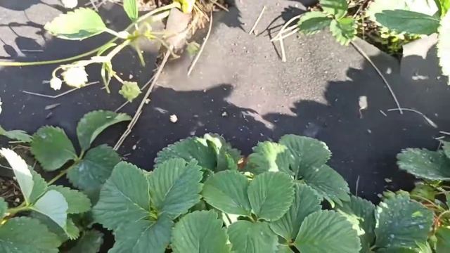 13.06.2021.???Первоклассница! первые ягоды!???