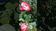 В этом году розы зацвели на две недели раньше 🌞 Краснодар