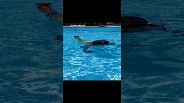 Плавать должен уметь каждый!