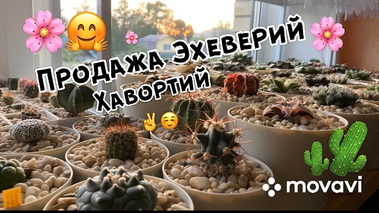 Друзья, продажа Эхеверий, Хавортий! Всем привет! 🤗🌸