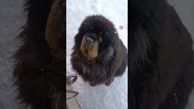 Тибетский мастиф, Хамер,  малейшее, умнейшее создание природы. ❤️❤️❤️