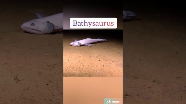 Bathysaurus || Deep Ocean Part - 4 #shorts #21 On TRENDING