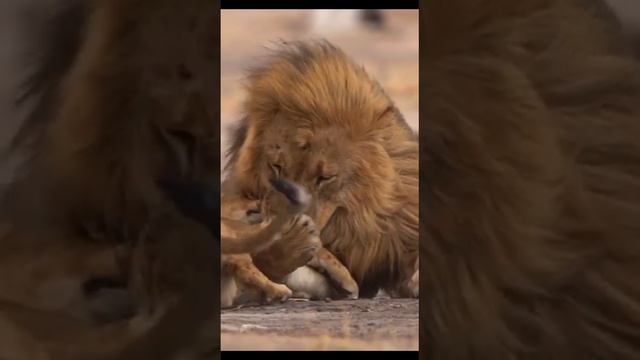 Лев и львёнок.mp4