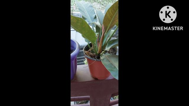 Some of my house 🏠 plants 🪴