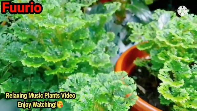 Relaxing Music Plants Video Feat.Wet Spike Moss/Selaginella Versus Dry Spike Moss#fuurio#plantscare