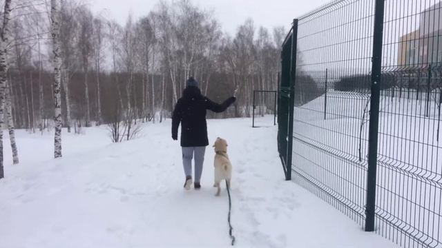 Лабрадор выполняет команду 
