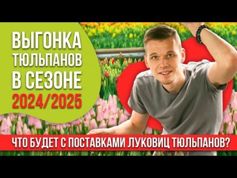 Выгонка тюльпанов в сезоне 2024/2025. Что будет с поставками луковиц тюльпанов 12+?