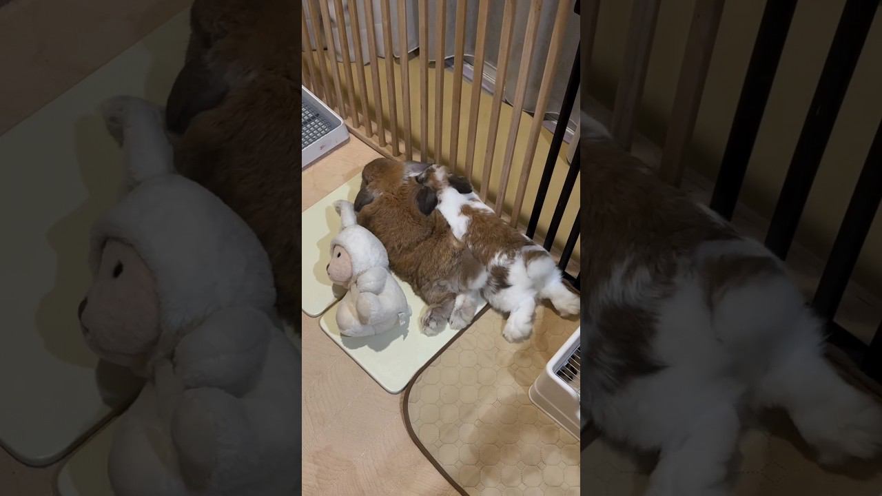 Как спят кролики, how to sleep rabbits, كيف ينام الارنب, 兔子是怎样睡觉的