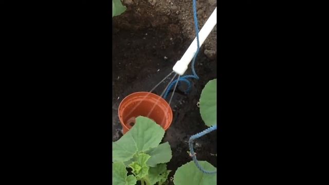 Капельный полив