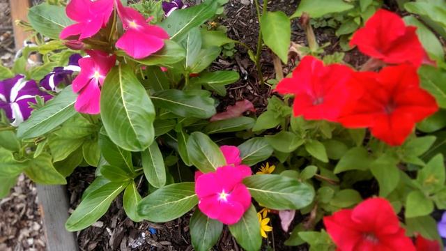 Vincas & Petunias