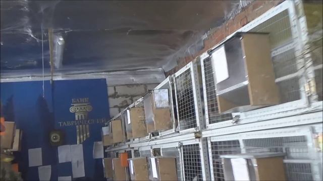 Калифорнийские кролики