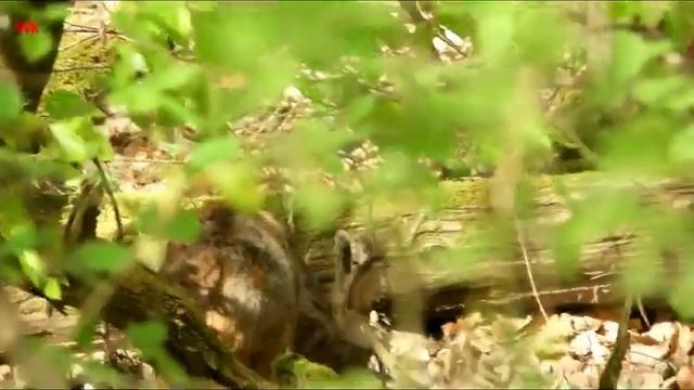 Европейская косуля (нем. Reh) (анг. European Roe Deer) (фр. Chevreuil) (швед. Rådyr) (исп. Corzo)