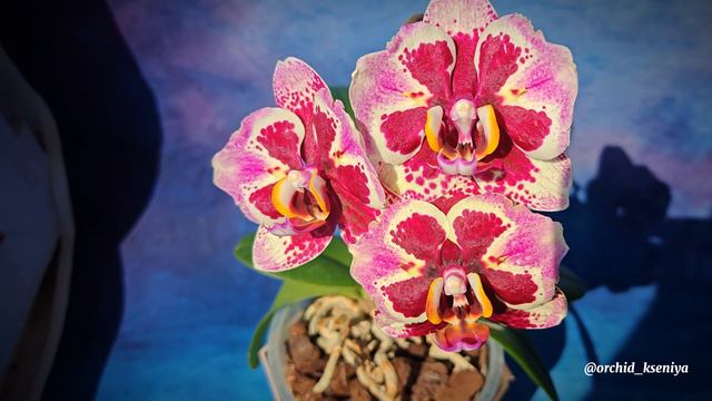 Phal. Dream Diamond peloric 💎 от садовника Son Ya 🌺 Цветение азиатской орхидеи бабочка Дрим Даймон