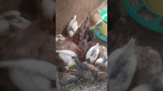 Куры-несушки. 2 недели. Кучинские юбилейные и пушкинские цыплята.