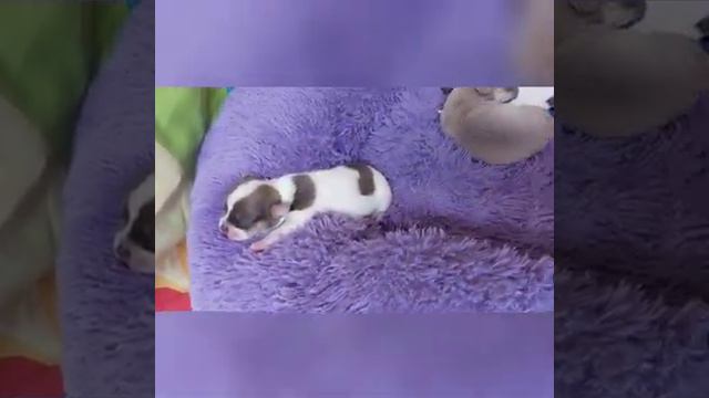 Знакомьтесь 💥Малыши 5 дней чихуахуа Феодосия и Космос питомник чихуахуа Кастропуло Крым