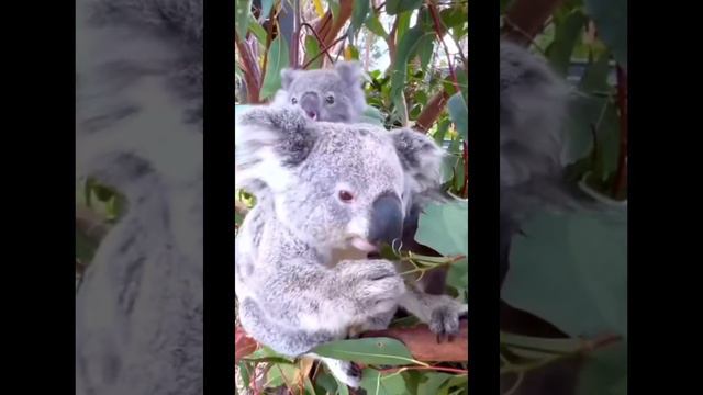 Сумка у коалы в котором она носит детёныша,открывается вниз, а не вверх.
