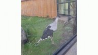 Вот такую интересную,необычную птичку Секретарь можно встретить в московском зоопарке.