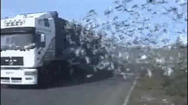 Птицы разлетаются!