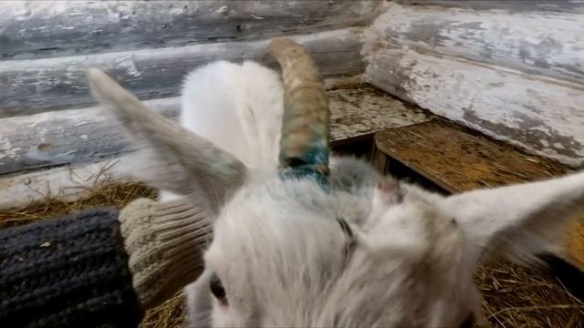 Нюансы обезроживания резинками