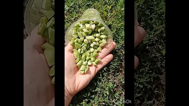 Фасоль на зиму.