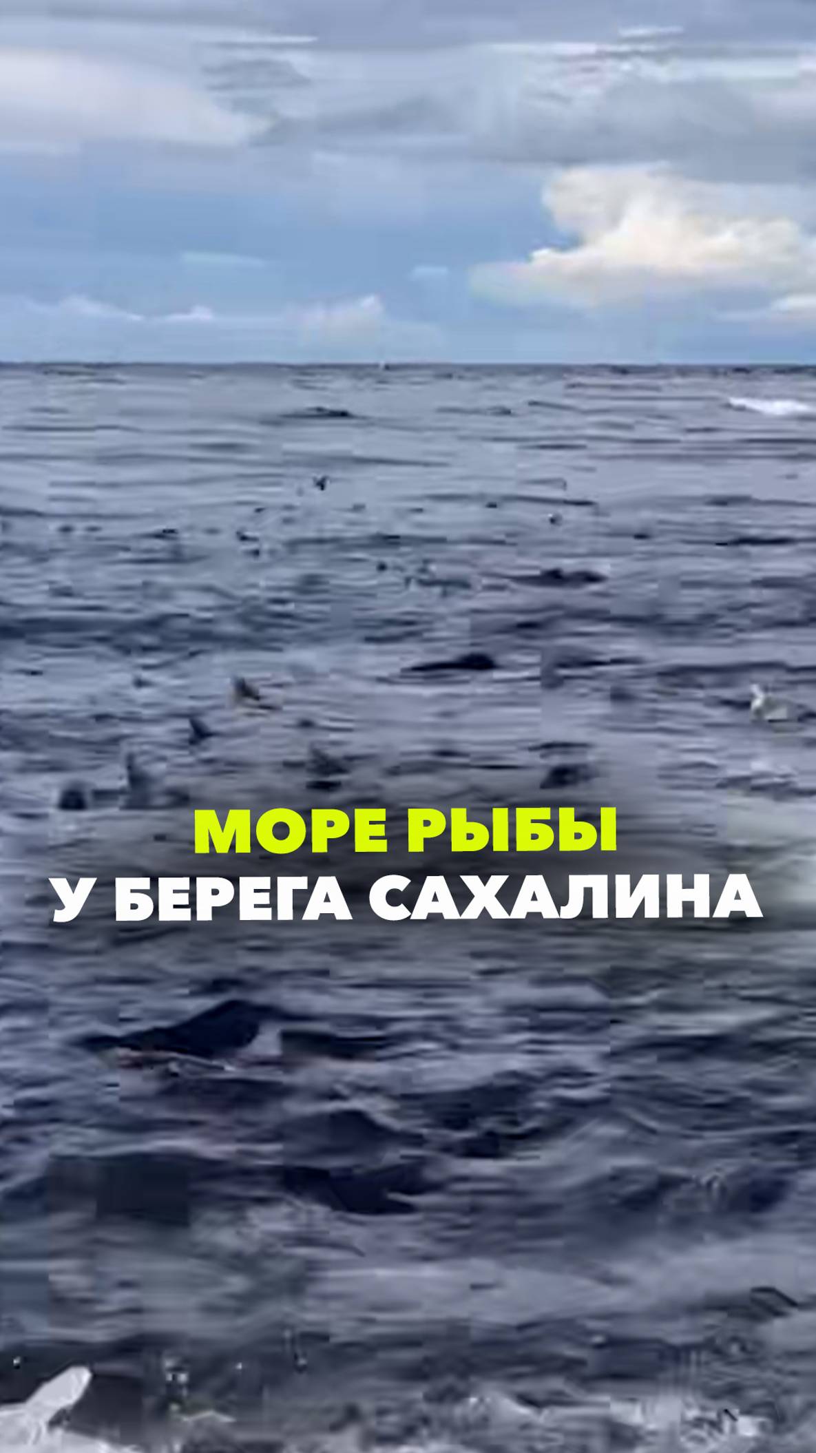 Море бурлит от огромного количества рыбы у берега Сахалина