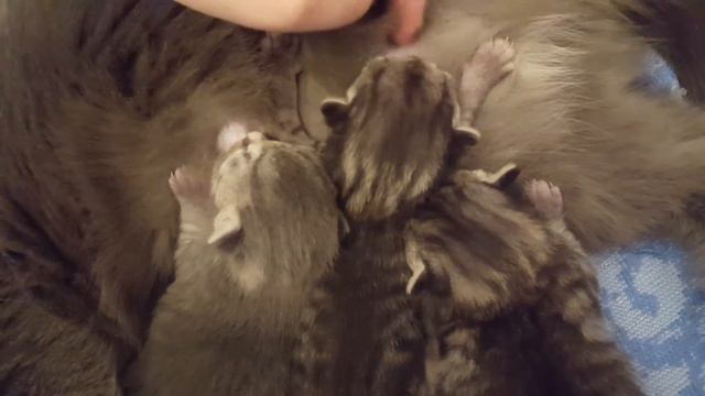 Новорожденные шотландские котята. Ужин :)