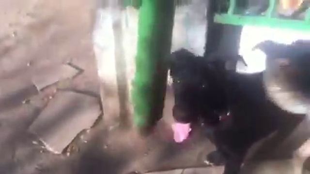 Рысь и Ко