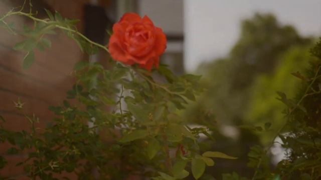 PANASONIC S5 + 50MM F1.8 CINEMATIC LOOK