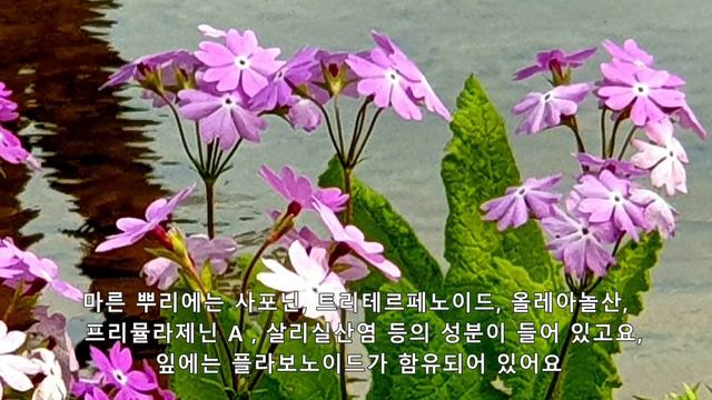 앵초(Primerose)는 만성 기침, 기관지염, 천식, 관절염, 기억력 향상, 중금속 해독에 효능이 커요