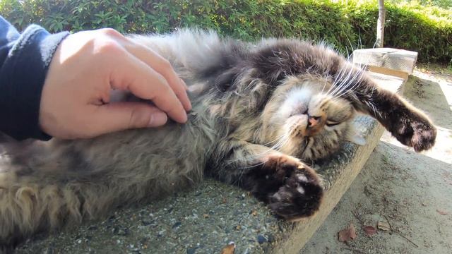 モフモフな猫に毛のお手入れをお願いされた