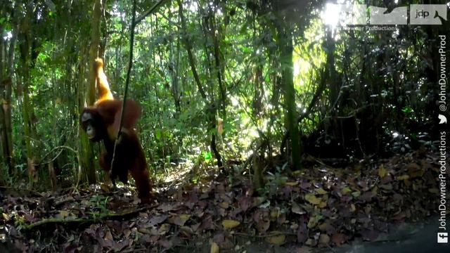 Robotic Spy Orangutan Meets Real Orangutans For The First Time