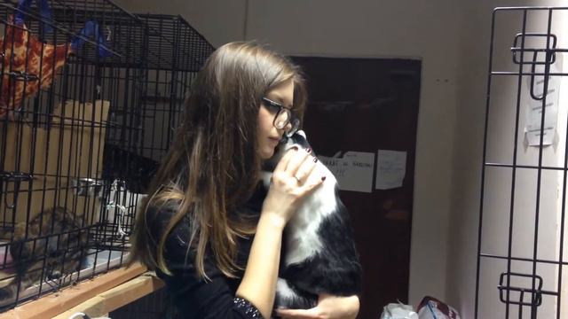 Кот Кешью из приюта "Муркоша"