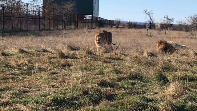 Мощный лев среднего прайда почуял феромоны! Тайган The Powerful Lion Smelled Pheromones! Taigan