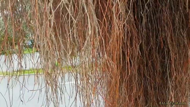 #Дерево словно "Русалка"/Tree "Mermaid"