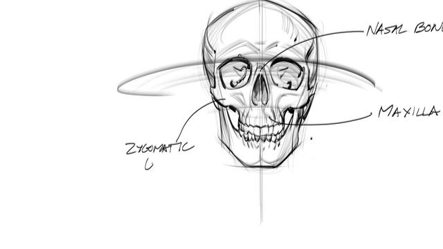 2. Skull_Drawing_Basics