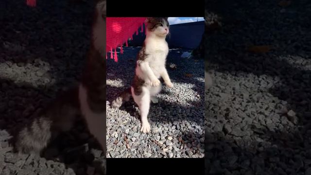 09-09-2024 походка Конора
