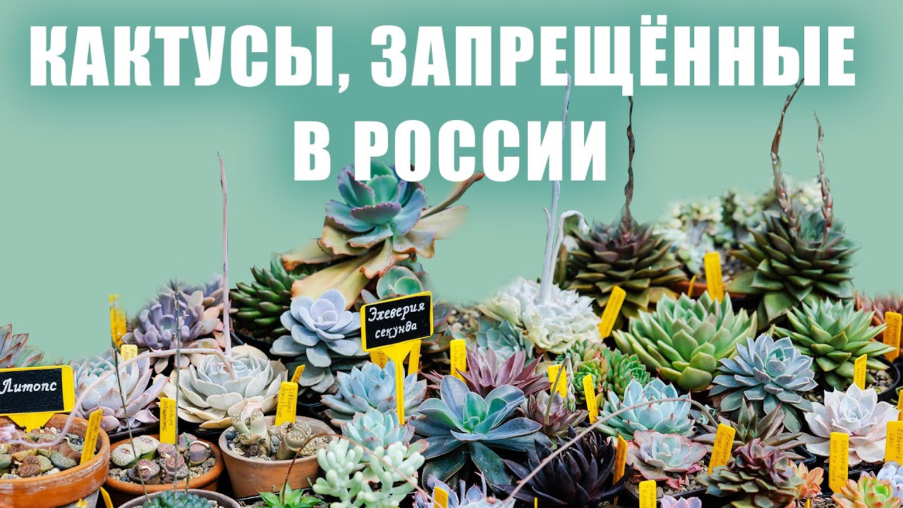 Кактусы и суккуленты — дорогие, запрещённые и высокие / Ботанический сад-институт ДВО РАН