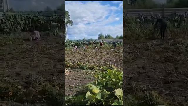 Проба пера