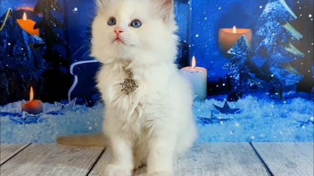 ШОУ котенок лиловый рэгдолл. Ragdoll Fairy-tale Family & Reborn Rich
