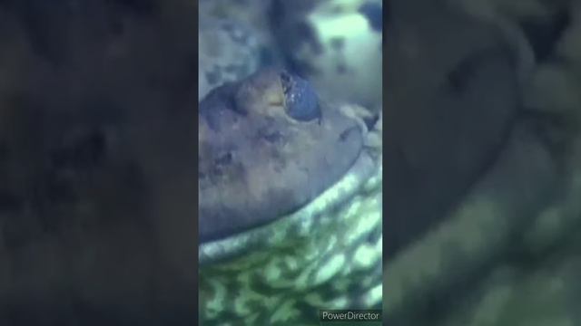 Как зимуют лягушки