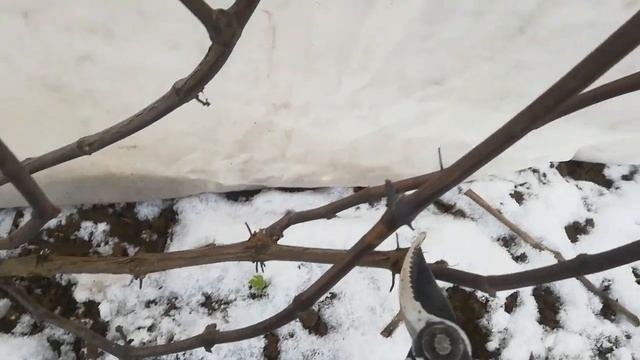 Моя ОБРЕЗКА ВИНОГРАДА .Каталог сортов 2020. Беларусь.
