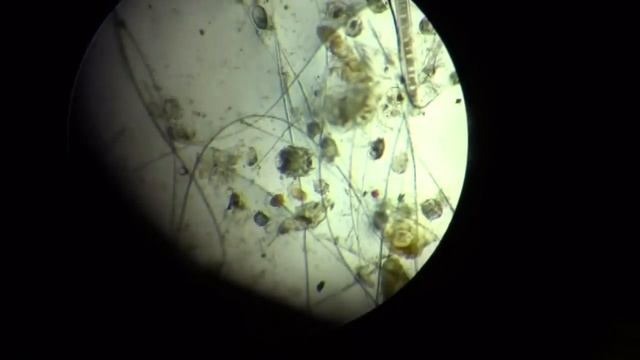 Itchy Cats: Ear Mites on Face and Ears