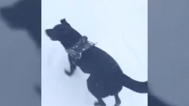 Лабрадор Гера, 2 года :)