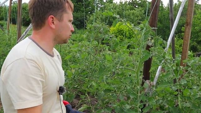 Пасынкуем высокорослые томаты 20.06.2021